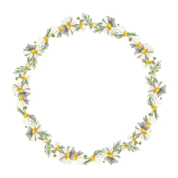 白色背景上美丽的圆形田野雏菊框架 药用洋甘菊叶 现实的风格 春天的模式 — 图库照片