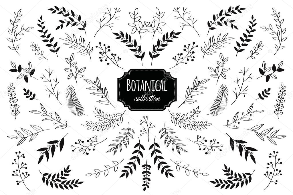 Hand drawn vector floral elements. Branches and leaves. Herbs and plants collection. Vintage botanical illustrations. 