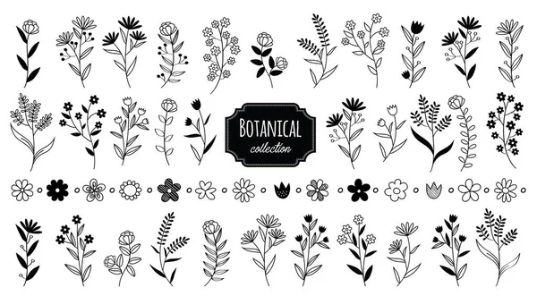 Klasik Botanik Elementler Çiçek Açar Çizimi Rustik Vektör Tasarım Elementi — Stok Vektör