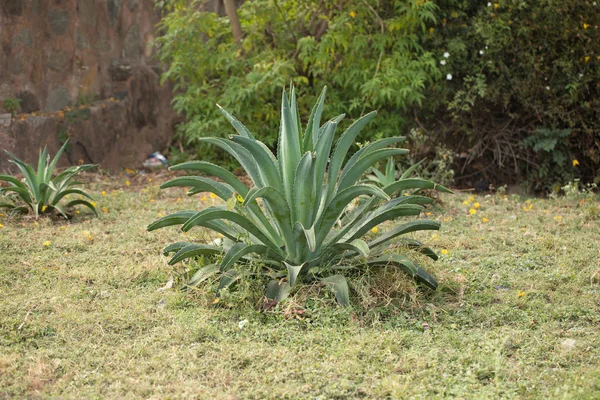 Aloevera herbal Plant
