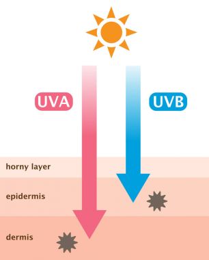 infografik cilt illüstrasyon. Uva ve Uvb ışınları penetrasyonu arasındaki fark