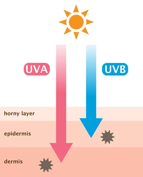 Infographic Skin illustratie. het verschil tussen UVA-en UVB-stralen penetratie — Stockvector