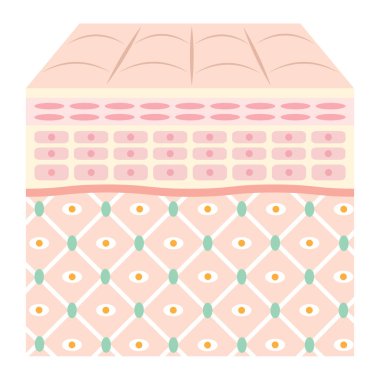 Genç cilt diyagramı