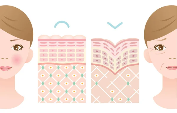 Comparação de pele jovem e velha — Vetor de Stock
