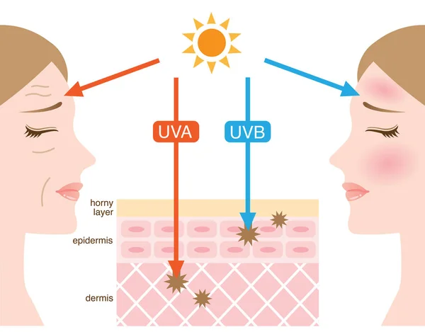 La diferencia entre la penetración de rayos UVA y UVB — Archivo Imágenes Vectoriales