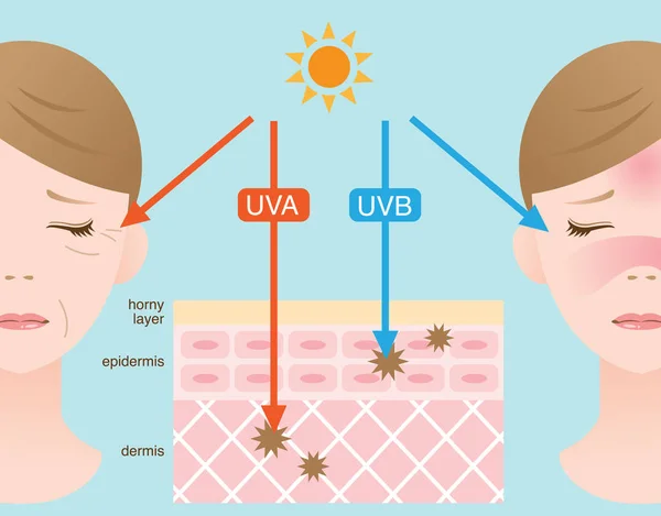 La diferencia entre la penetración de rayos UVA y UVB — Vector de stock