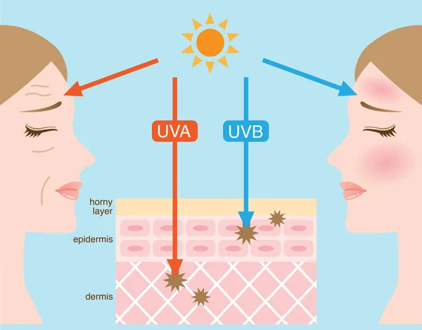 Het verschil tussen de Uva en Uvb stralen penetratie — Stockvector