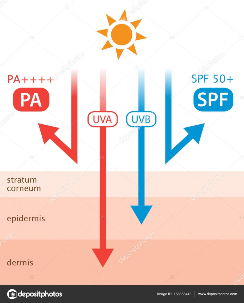 Diagram of ultraviolet rays and sunscreen Stock Vector Image by ©mug5