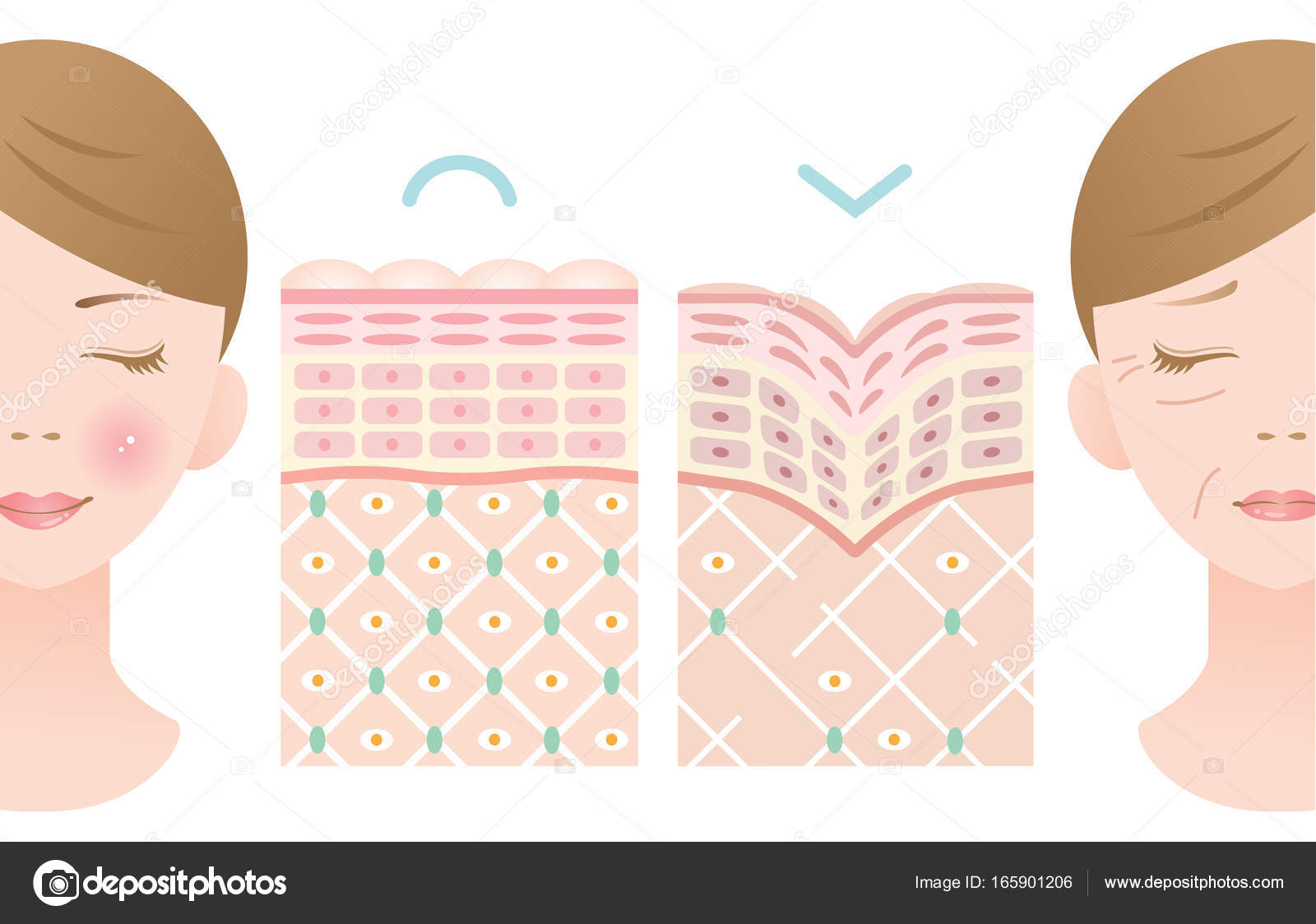 コラーゲンストックベクター ロイヤリティフリーコラーゲンイラスト Depositphotos コラーゲンストックベクター ロイヤリティフリーコラーゲンイラスト Depositphotos
