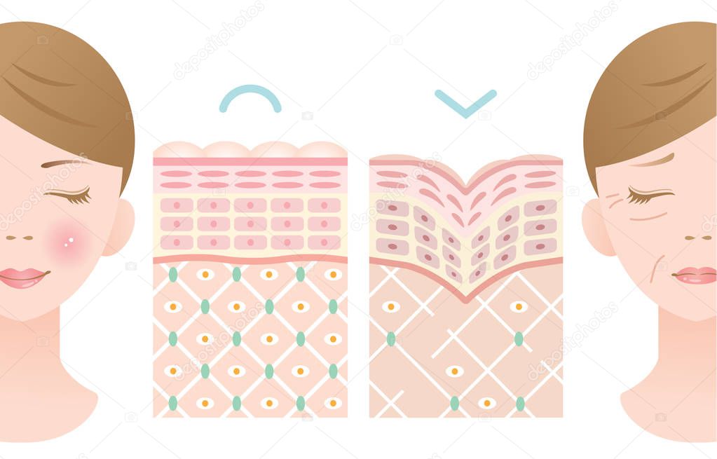 diagrams of young skin and old skin. beauty and skin care concept.