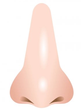 gerçekçi burun illüstrasyon izole beyaz arka plan üzerinde