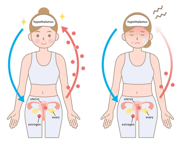 여자의 메커니즘입니다 에스트로겐 수준이 경에서가 — 스톡 벡터