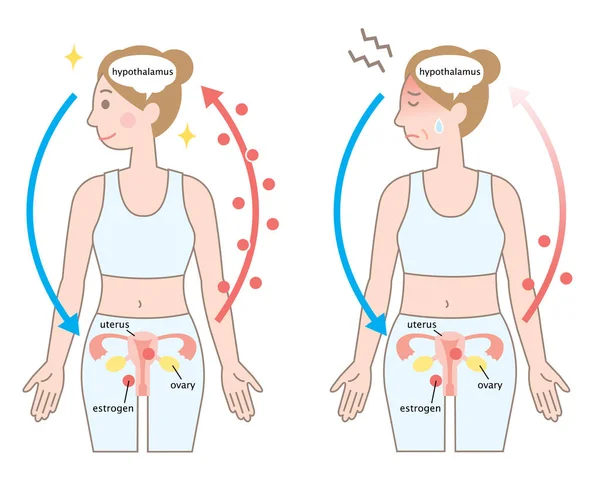 여자의 메커니즘입니다 에스트로겐 수준이 경에서가 — 스톡 벡터