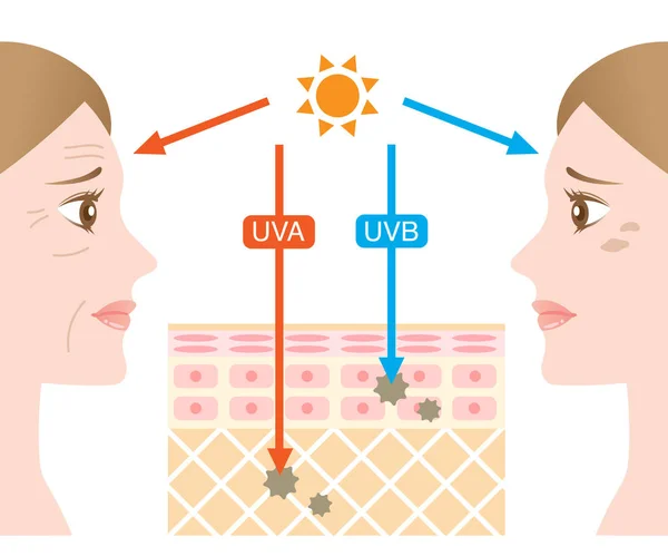 Ilustração Infográfica Diferença Entre Raios Uva Uvb Penetração Pele Humana —  Vetores de Stock