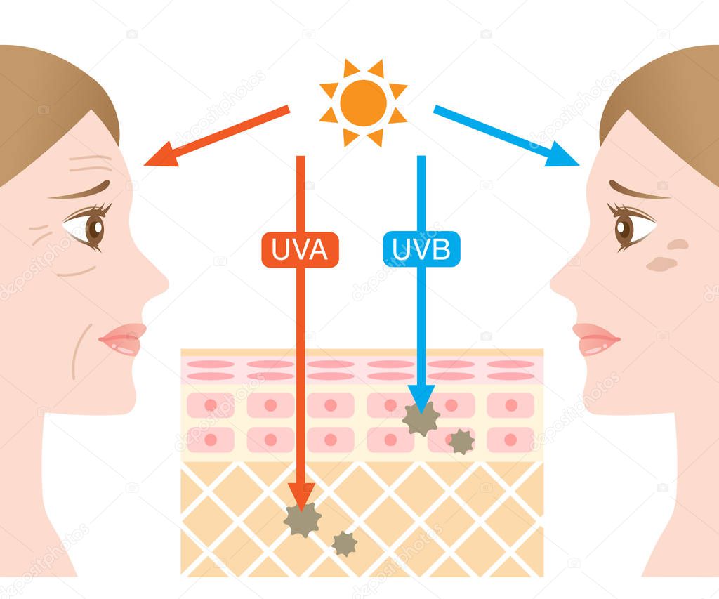infographic illustration of difference between UVA and UVB rays. UV penetration into human skin and woman face. skin care and beauty concept