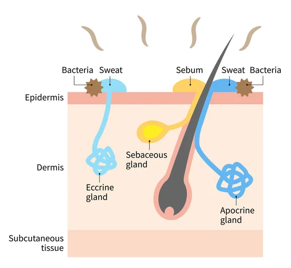 体臭や汗腺の図です医療や医療の使用のための人間の皮膚層のイラスト — ストックベクタ