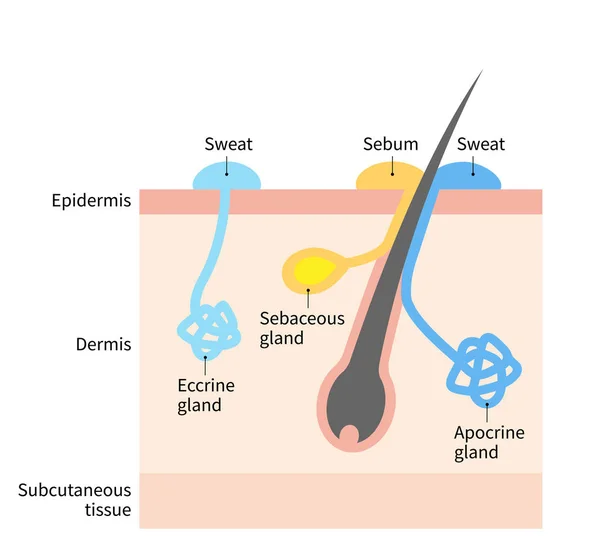 Verejték Faggyúmirigy Diagramja Emberi Bőrréteg Illusztráció Orvosi Egészségügyi Felhasználásra — Stock Vector