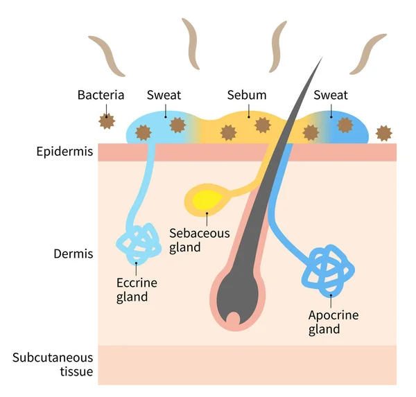 Diagramme Odeur Corporelle Des Glandes Sudoripares Illustration Couche Peau Humaine — Image vectorielle