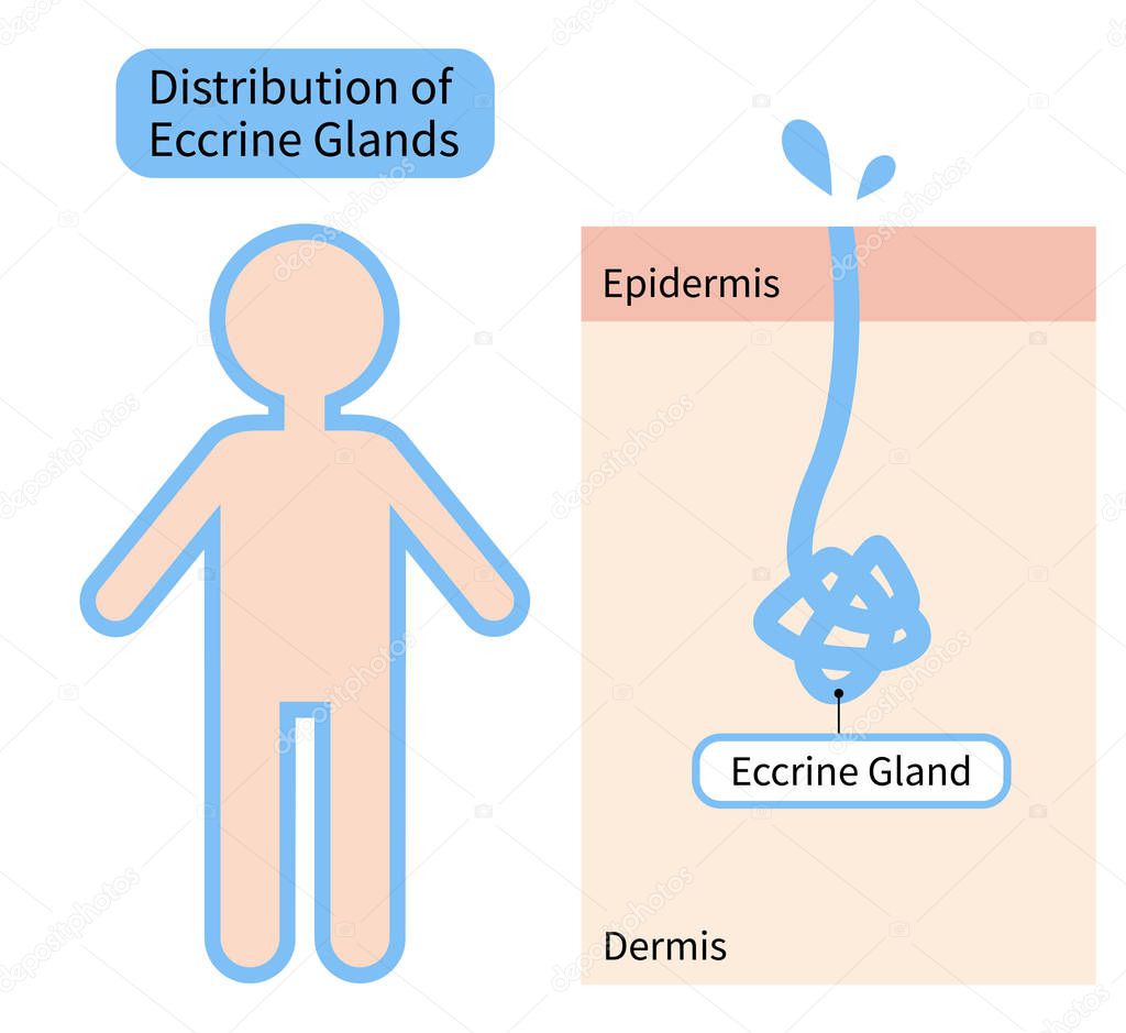 distribution of sweat glands in human body and skin diagram. Health care concept