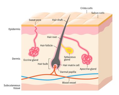 Deri anatomisi çizimi. Katmanlı cildinde saç yapısı olan Apokrin ve eksin bezleri. Beyaz arkaplanda izole 