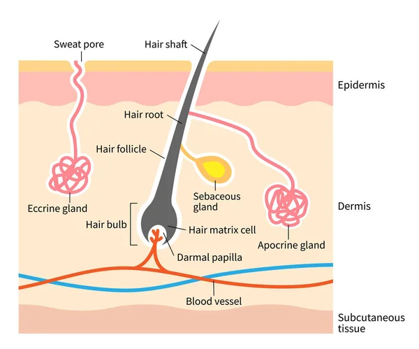 Huidanatomie Illustratie Apocriene Eccine Klieren Met Haarstructuur Gelaagde Menselijke Huid — Stockvector