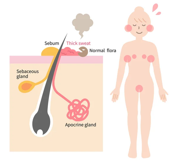 Eccrine Glands Located All Human Body Bad Smell Develop Bacteria — 스톡 벡터