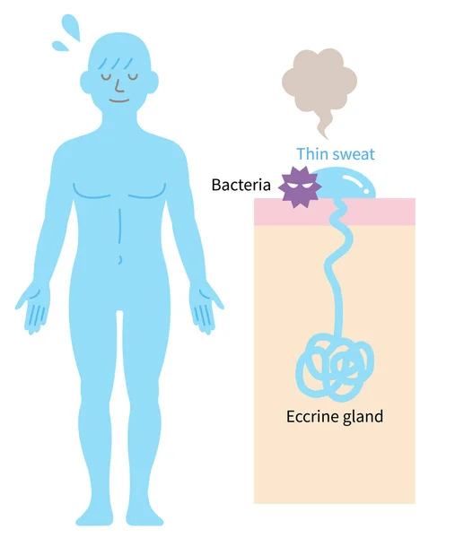 Eccriene Zweetklier Menselijk Lichaam Huiddiagram Gezondheidszorgconcept — Stockvector