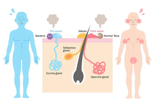 Sudoración Olor Corporal Son Causados Por Las Glándulas Sudoríparas Cuerpo — Vector de stock