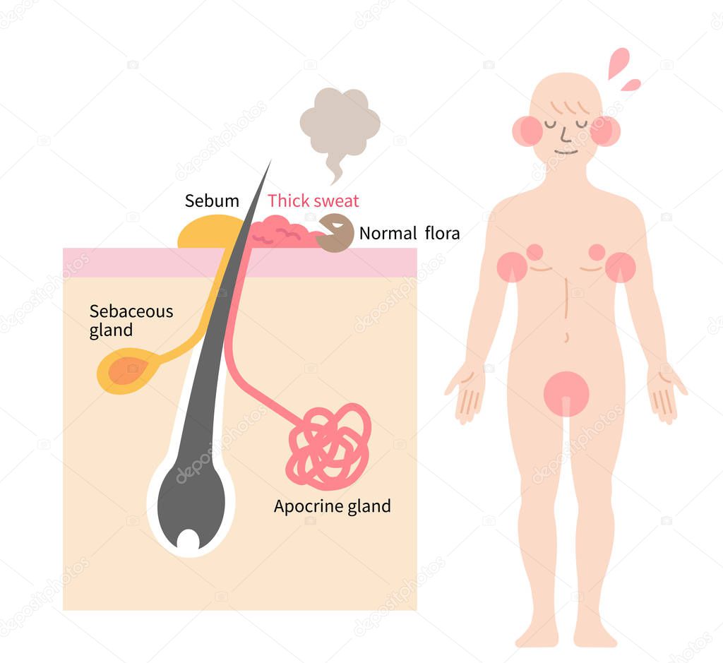 sweat from apocrine glands is associated with body odor. Health care concept