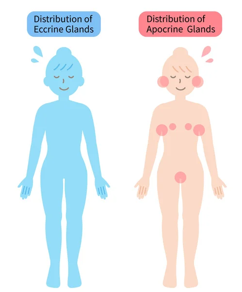 Verdeling Van Zweetklieren Menselijk Lichaam Illustratie Gezondheidszorgconcept — Stockvector