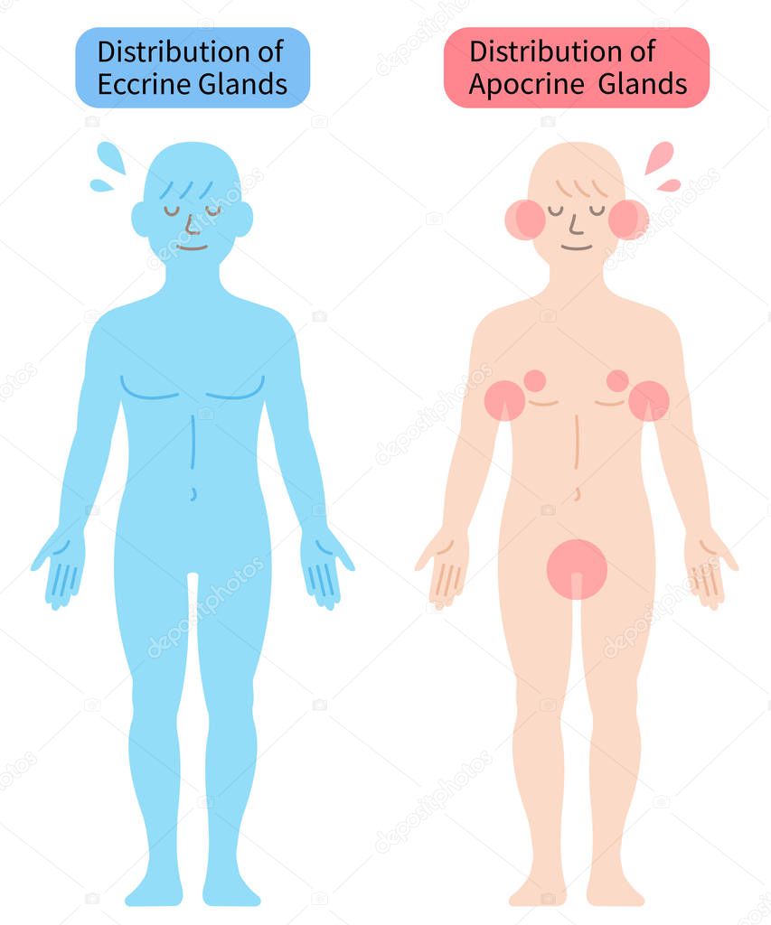 distribution of sweat glands in human body illustration. Health care concept