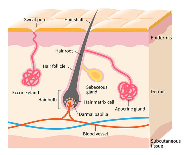 human skin layer with hair follicle, sweat and sebaceous glands. Medical, beauty, and health care use