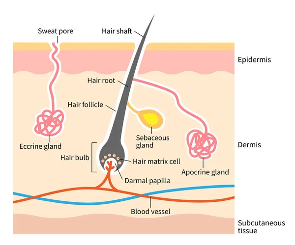 Human Skin Layer Hair Follicle Sweat Sebaceous Glands Medical Beauty — 스톡 벡터