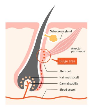 human skin and hair anatomy illustration. hair bulge stem cells generate hair grow. Medical, beauty, and educational use clipart