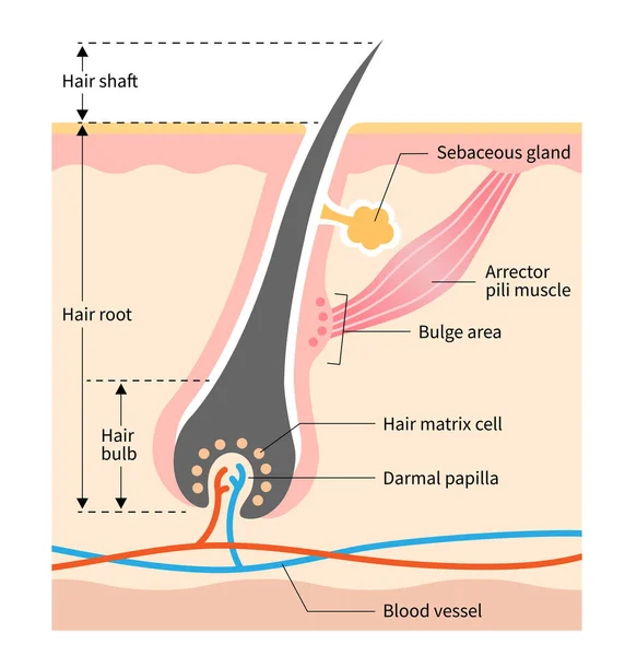 Lidská Kůže Vlasy Anatomie Ilustrace Lékařské Kosmetické Zdravotnické Použití — Stockový vektor