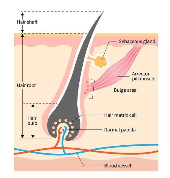 human skin and hair anatomy illustration. Medical, beauty, and health care use