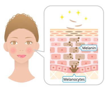 human skin cell turnover anatomy and black woman face. Beauty and skin care concept. clipart