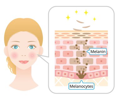 human skin cell turnover anatomy and caucasian woman face. Beauty and skin care concept. clipart
