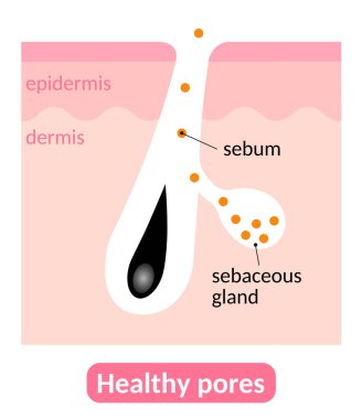 healthy pores and sebum. sebaceous glands produce right amount of sebum,which keeps the skin great condition. Skin care concept clipart