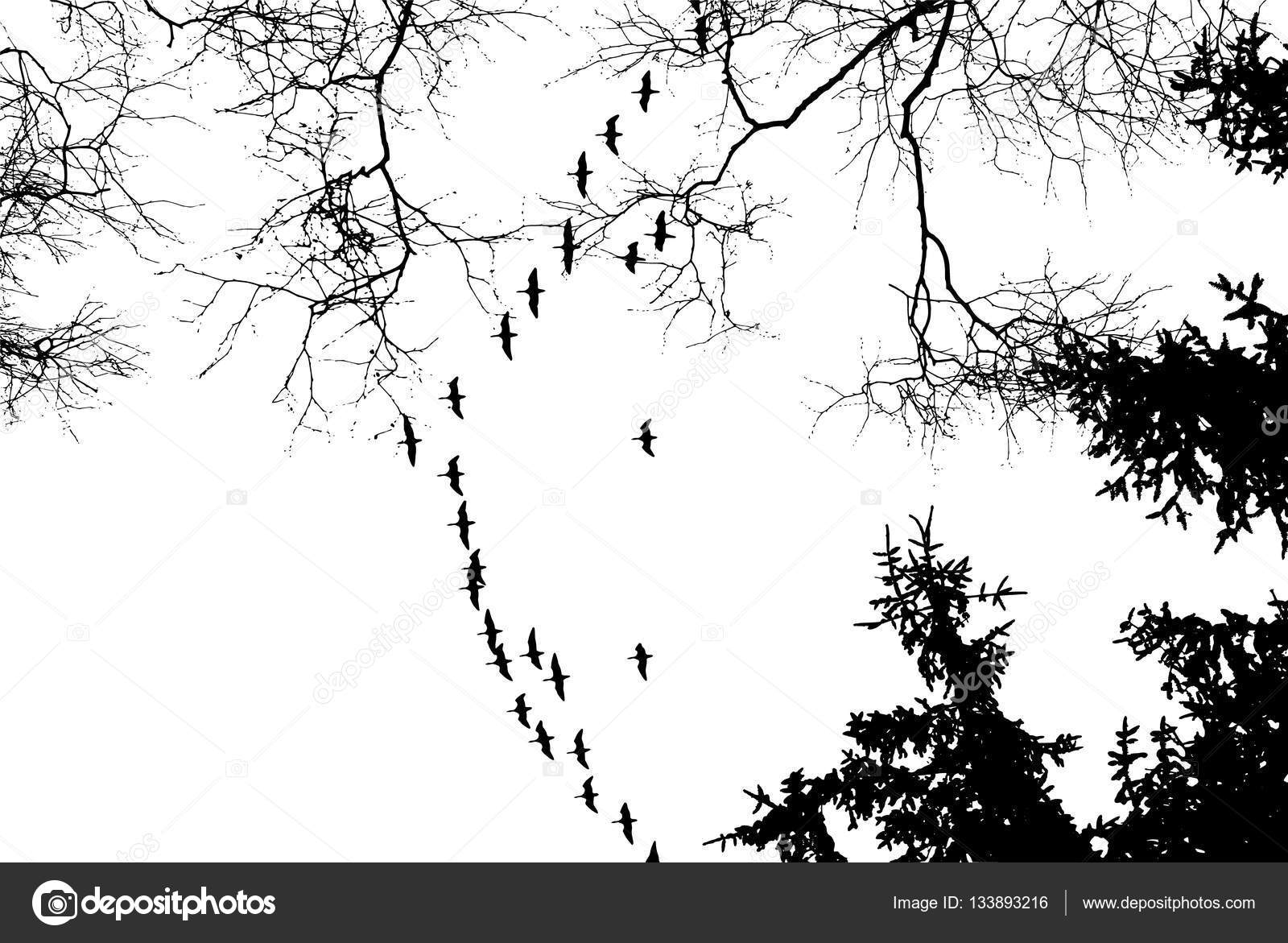 Cigognes De Grues Oiseaux Volant En Une Formation De Forme
