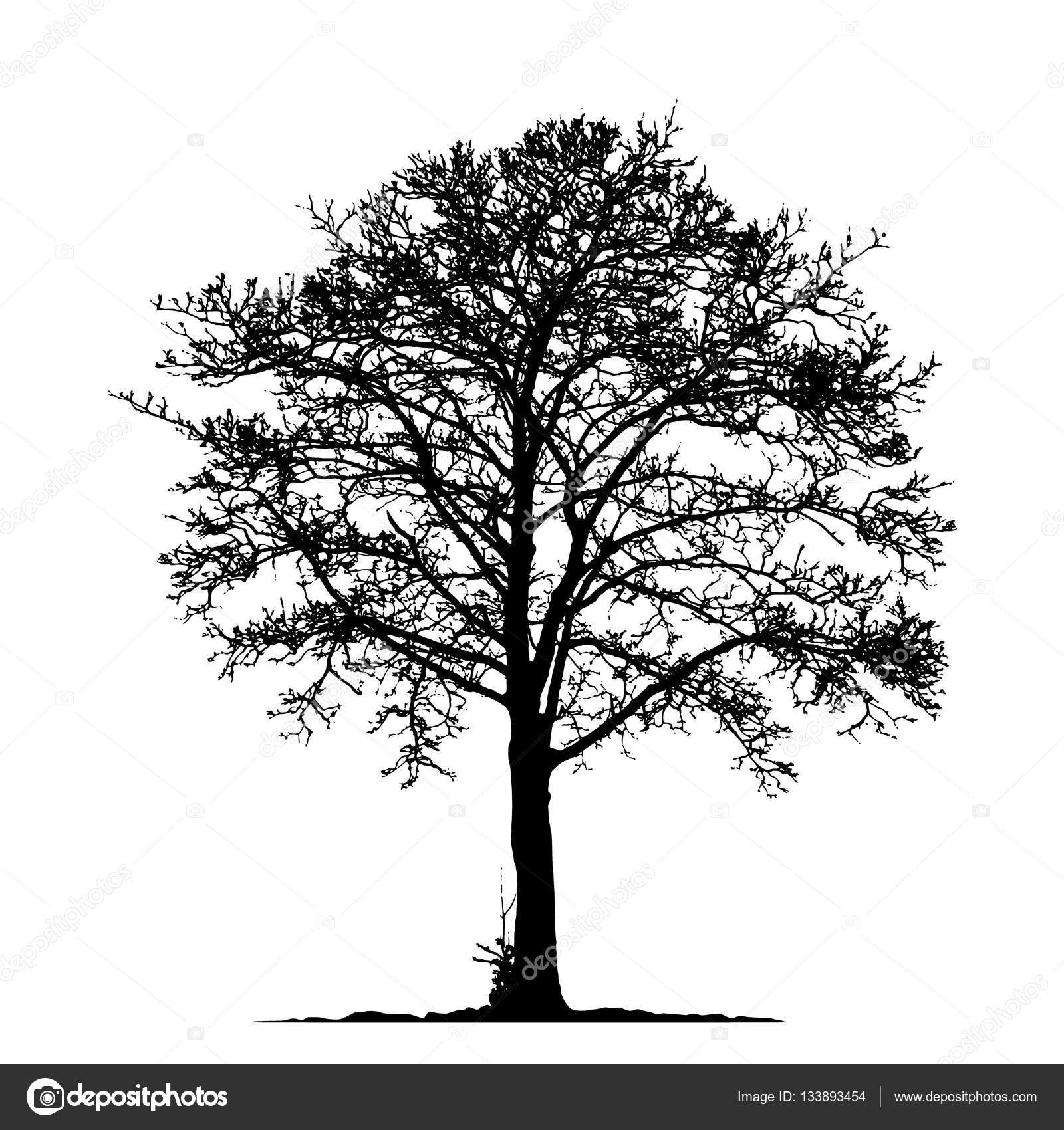 Image vectorielle Illustration vectorielle d'arbre sans feuilles, EPS 10 .  par ©busurman - 133893454, image size:1600x1700