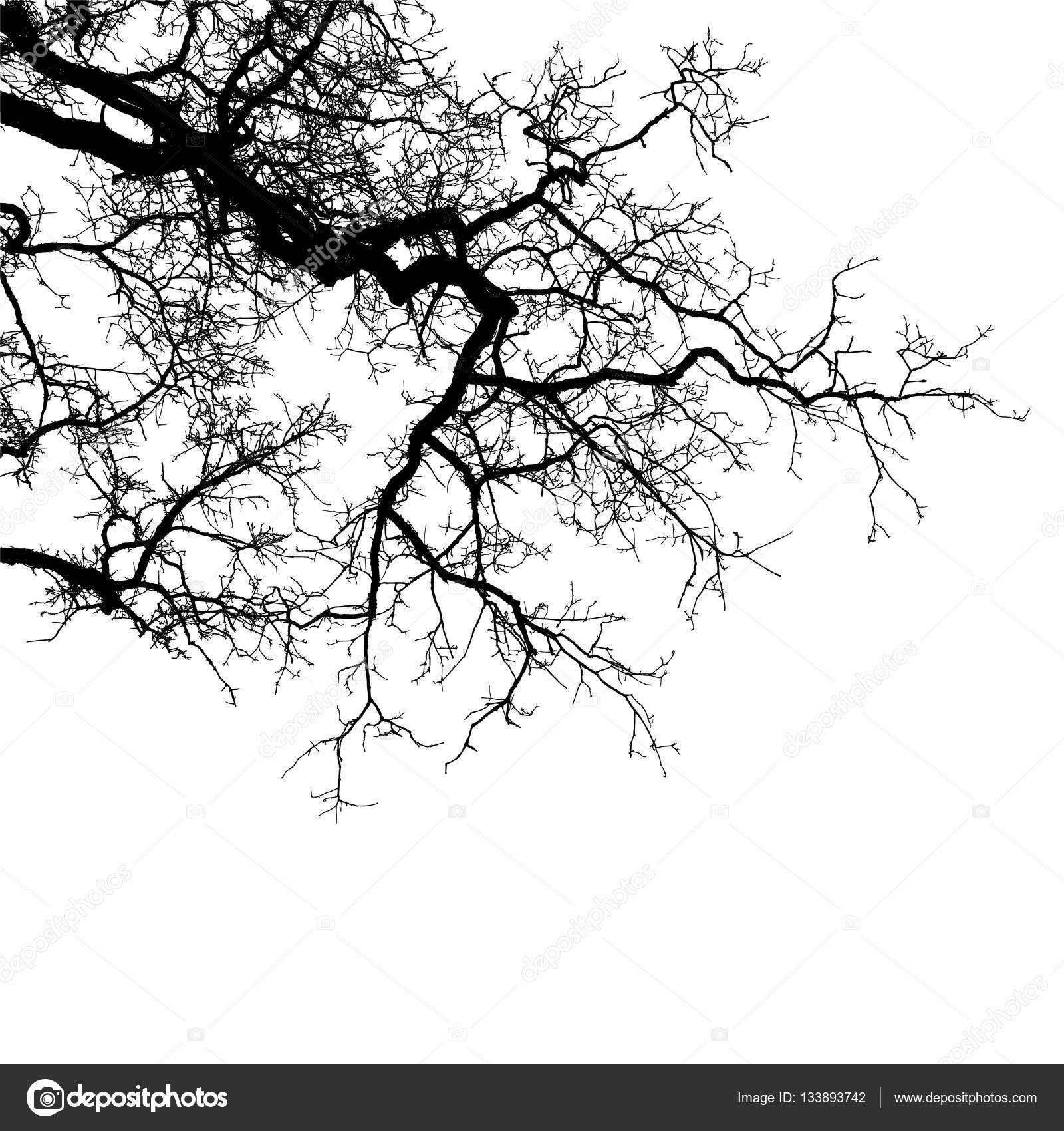 Vector Realistic Tree Branches Realistic Tree Branches Silhouette Vector Illustration Eps10 Stock Vector C Busurman