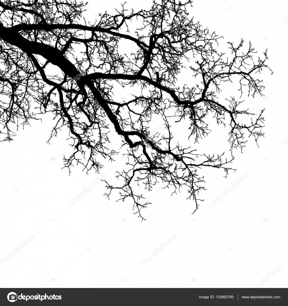 Realistic tree branches silhouette (Vector illustration).Eps10 — Stock ...