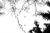 Vögel Kraniche Störche fliegen in einer V-Formation. isoliert am strahlend weißen Himmel und vor dem Hintergrund von Bäumen. Vektor eps10