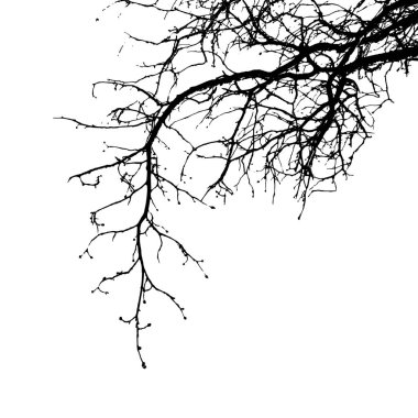 Gerçekçi ağaç dalları siluet (vektör çizim). Eps10