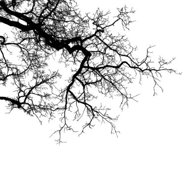Gerçekçi ağaç dalları siluet (vektör çizim). Eps10