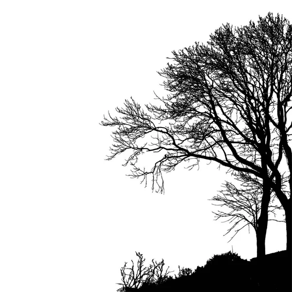 Illustration vectorielle d'arbre sans feuilles, EPS 10 . — Image vectorielle