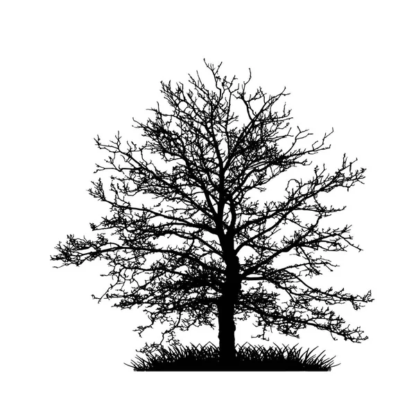 Árbol sin hojas Vector Ilustración, EPS 10 . — Archivo Imágenes Vectoriales