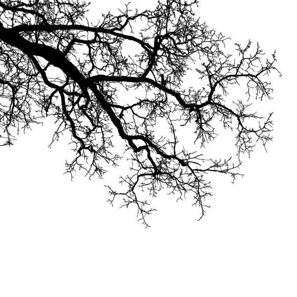 Silueta realista de ramas de árbol (ilustración vectorial) .Eps10 — Archivo Imágenes Vectoriales