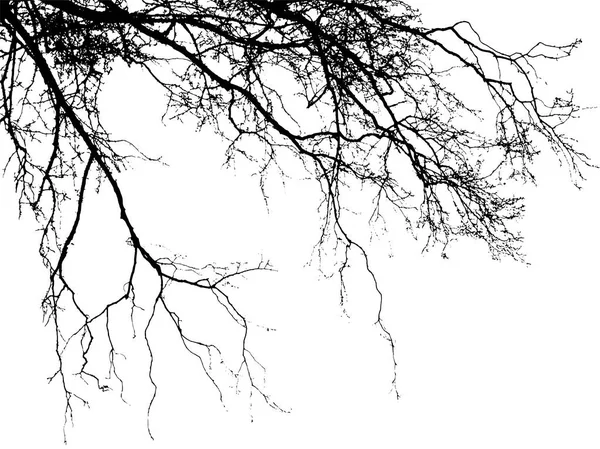 Silueta realista del árbol — Archivo Imágenes Vectoriales
